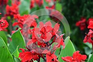 Red kana flower in the garden