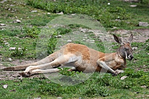 Red kangaroo