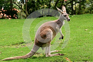 Red Kangaroo photo