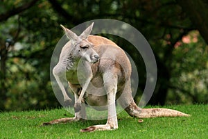 Red Kangaroo