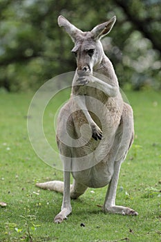 Red kangaroo