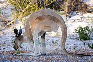 Red Kangaroo