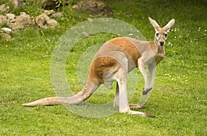 Red Kangaroo photo