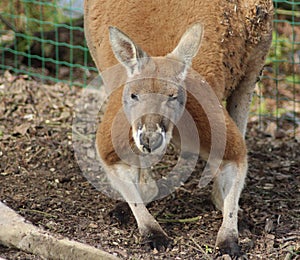 Red kangaroo