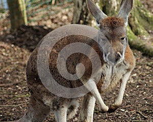 Red kangaroo