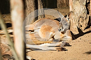 Adult Red Kangaroo resting Australia