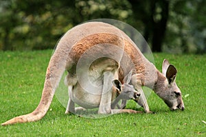 Red kangaroo with a baby in your pocket