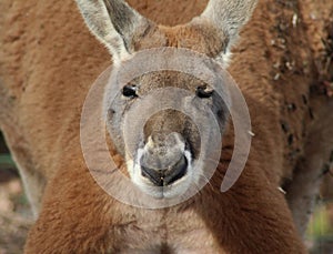 Red kangaroo close