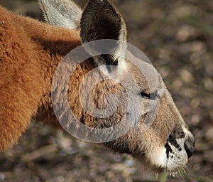 Red kangaroo close