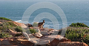 Red Kangaroo By the Coast