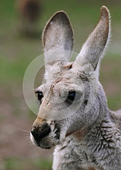 The red kangaroo female closeup (Macropus rufus)