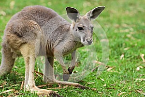 The red kangaroo female (Macropus rufus)