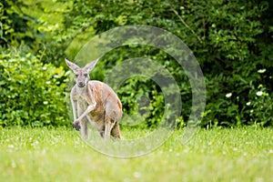 Red Kangaroo in field