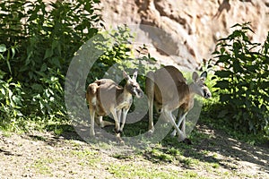 The red kangaroo is on a green field. In the background is a rock