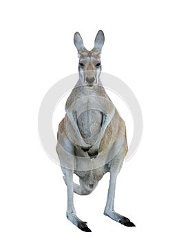 red kangaroo isolated on white background