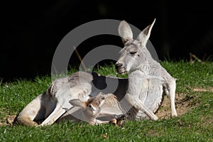 Red Kangaroo. Joey in pouch looking at mother. Cute animal meme