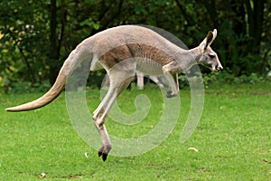 Red Kangaroo Jumping photo