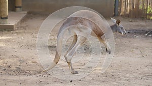 Red kangaroo jumping on the farm