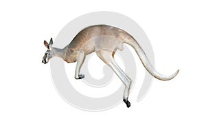 Red kangaroo jumping