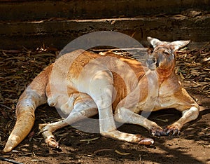 Red kangaroo lat.Macropus rufus