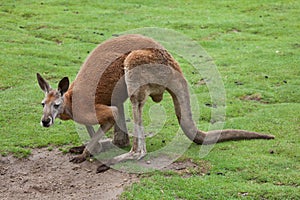 Red kangaroo Macropus rufus