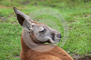 Red kangaroo Macropus rufus