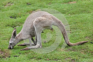 Red kangaroo Macropus rufus