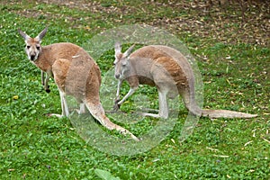 Red kangaroo Macropus rufus.