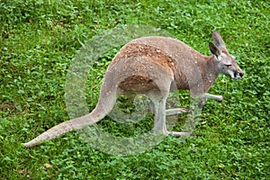 Red kangaroo Macropus rufus.