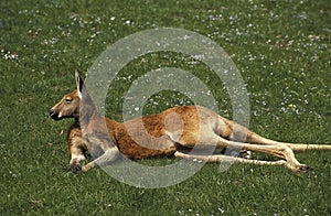 Red Kangaroo, macropus rufus, Adult laying down on Grass