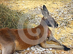The red kangaroo (Osphranter rufus)