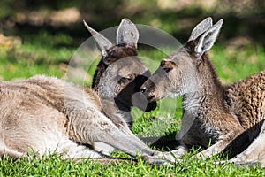 Red Kangaroo pair in the sun