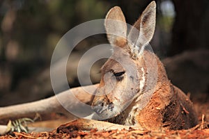Red Kangaroo at rest