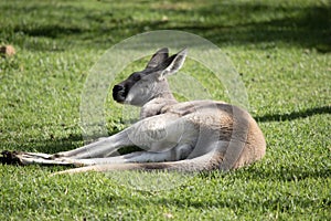 the red kangaroo is resting on the lawn