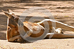 Red kangaroo resting