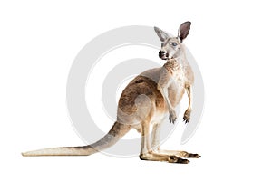 Red Kangaroo on White
