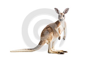 Red Kangaroo on White