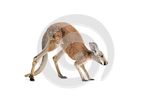 Red Kangaroo on White