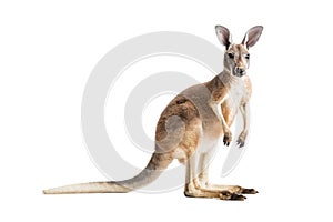 Red Kangaroo on White