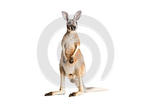Red Kangaroo on White