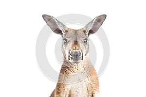 Red Kangaroo on White