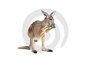 Red Kangaroo on White