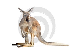 Red Kangaroo on White