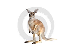 Red Kangaroo on White