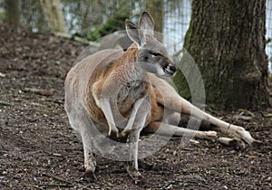 Red kangaroo in zoo