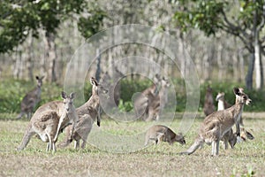 Red kangaroos