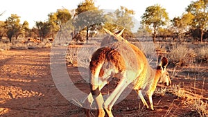 Red kangaroos jumping