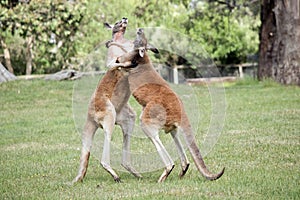 The red kangaroos are scratching each other in the chest and neck