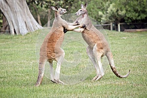The red kangaroos are scratching each other in the chest and neck