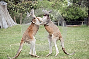 The red kangaroos are scratching each other in the chest and neck
